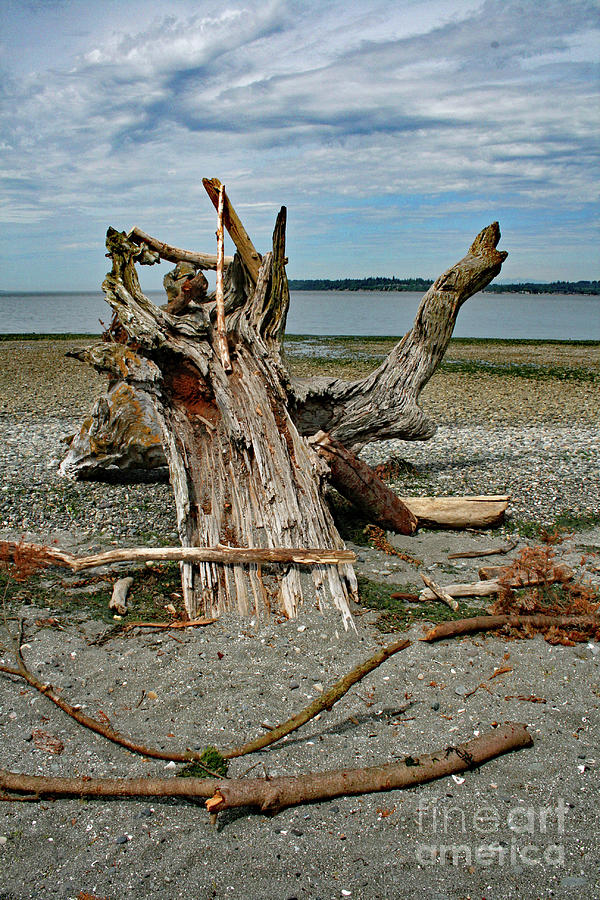 Driftwood Stump Photograph by Norma Appleton