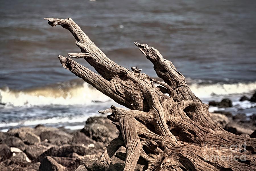 Driftwood Stump Photograph