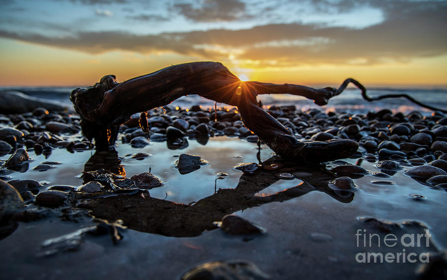 Driftwood sunrise 2 Photograph by Eric Curtin