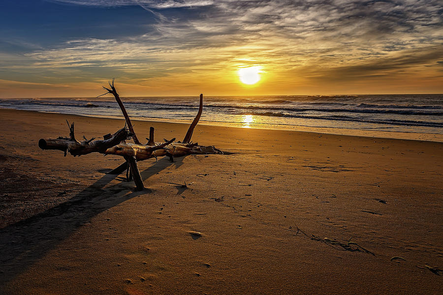 Driftwood Sunrise Photograph by Fon Denton