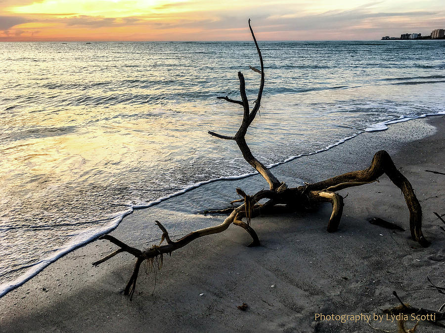 Driftwood Sunset - Edited in Lightroom Photograph by Susan Molnar
