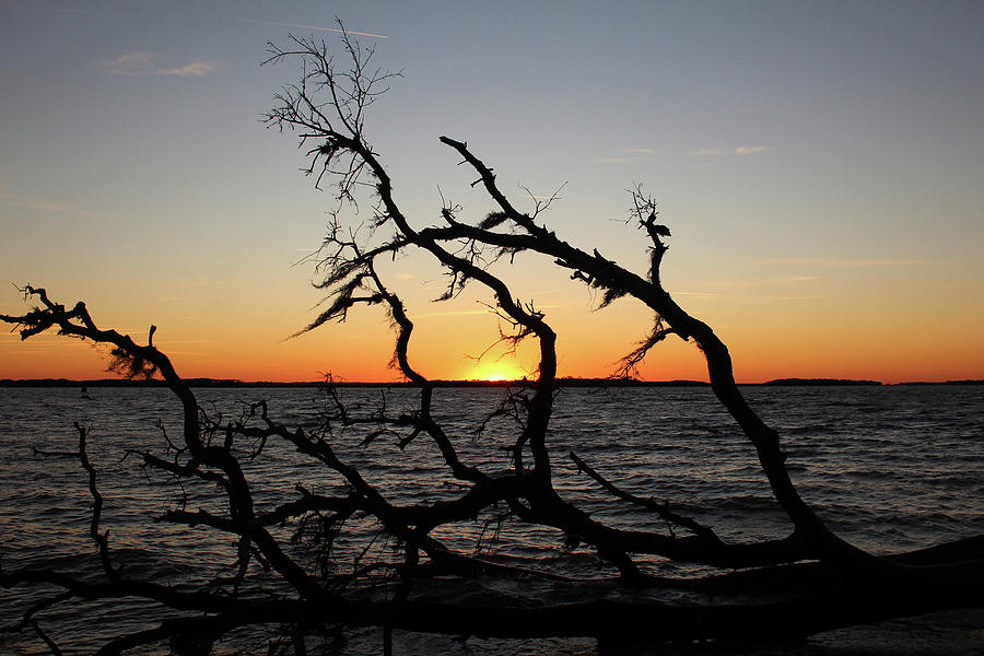 Sunset Photograph - Driftwood Sunset by Robert Hardy