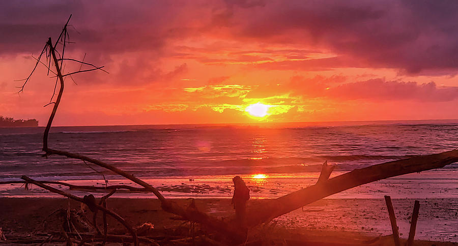 Sunset Photograph - Driftwood Sunset by Tony Spencer