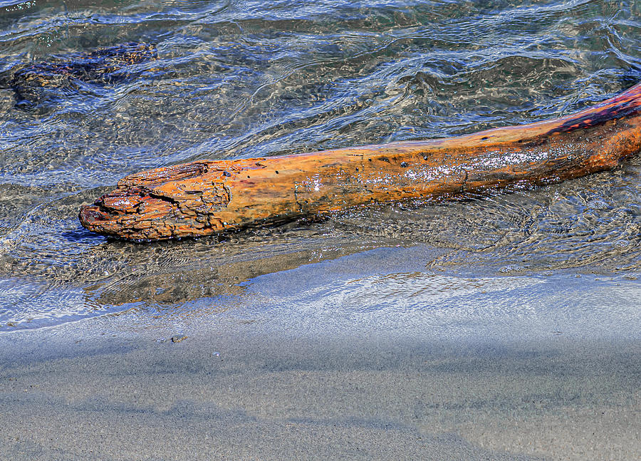 Driftwood Photograph by Terry Walsh