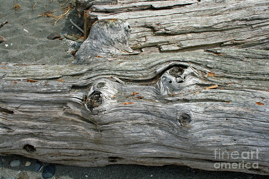 Driftwood Texture Photograph by Norma Appleton