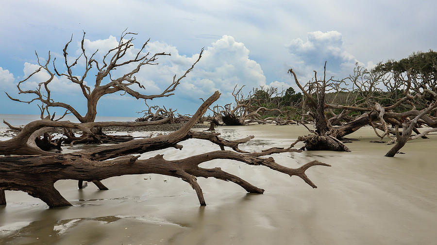 Driftwood Tree Skeletons Photograph by Ed Williams