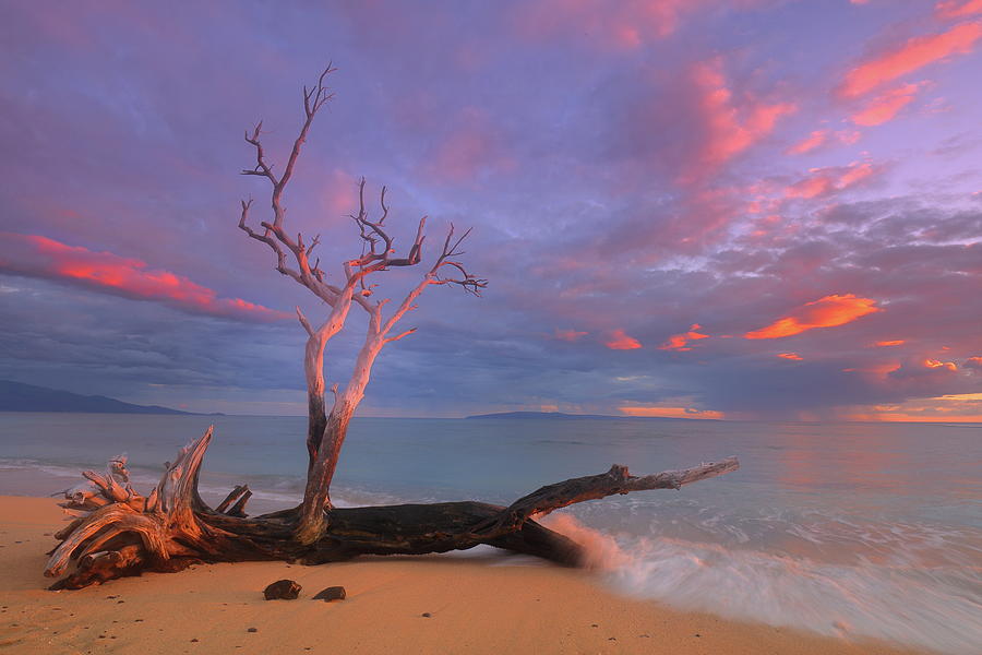 Driftwood tree sunset at Ukumehame Beach Park on the island of Maui in Hawaii Photograph by Jetson Nguyen