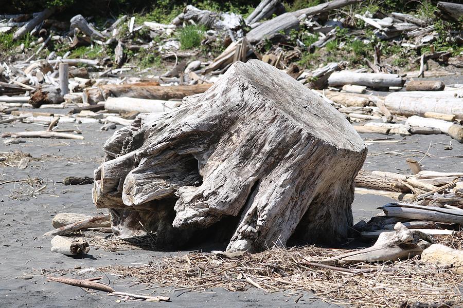Driftwood Tree Trunk on Beach Photograph by Carol Groenen