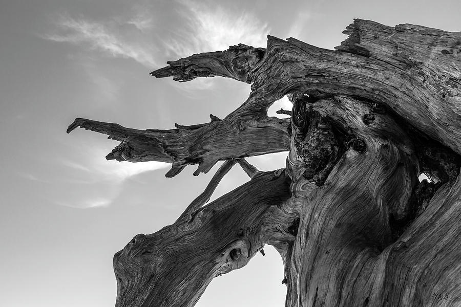 Abstract Photograph - Driftwood V BW by David Gordon