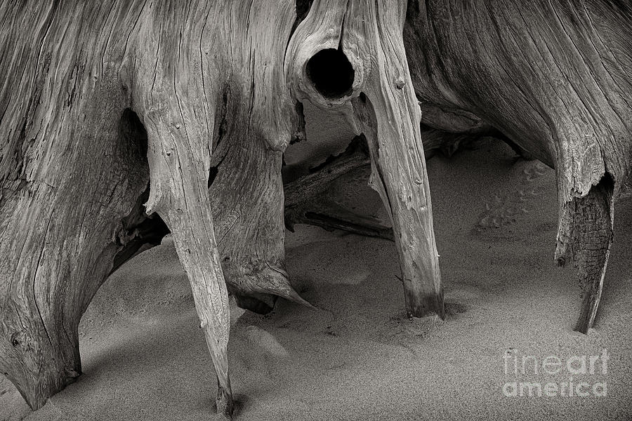 Driftwood Wall Art - The Dune Dancer SL10376 Photograph by Mark Graf