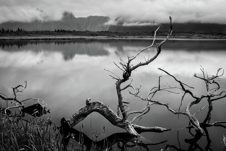 The Rock Photograph - Driftwood Western Brook Pond by Tracy Munson