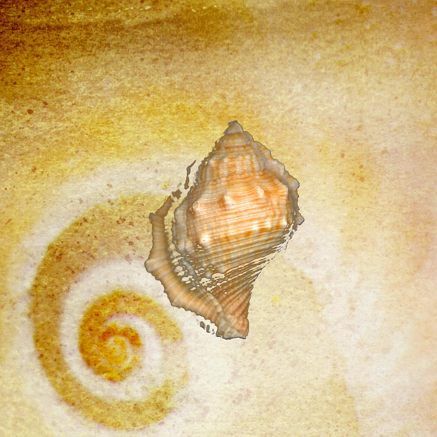 Drill Shell with Snail Background Drawing by Jeff Venier