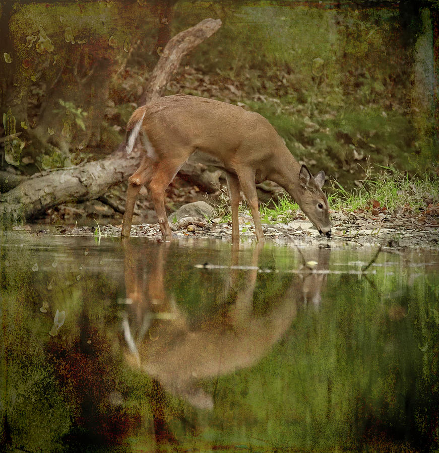 Drinking Deer Reflection Photograph by Dan Sproul