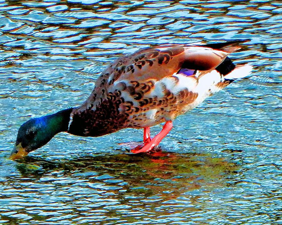 Drinking Duck Photograph by Andrew Lawrence