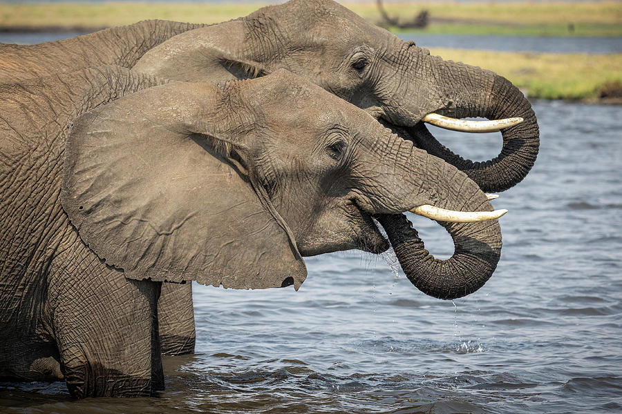 Drinking Elephants Photograph by James Capo