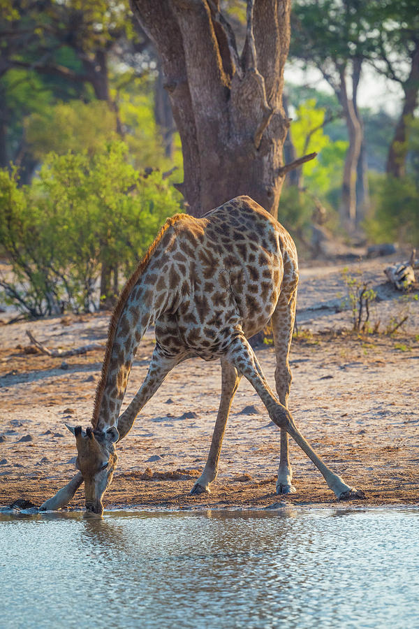 Drinking Giraffe  Photograph by Bill Cubitt