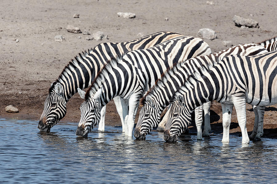 drinking herd of zebra in Etosha Namibia Africa Photograph by Artush Foto