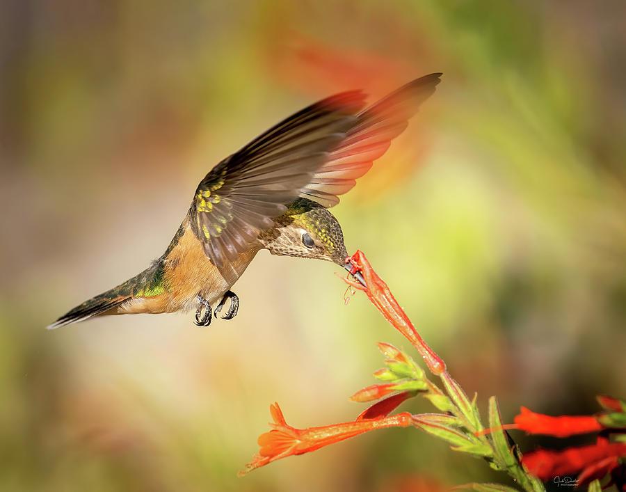 Hummingbird Photograph - Drinking Nectar is a Meditative Experience by Judi Dressler