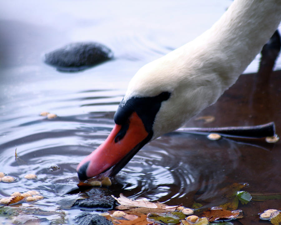 Drinking swan Photograph by Jim Feldman