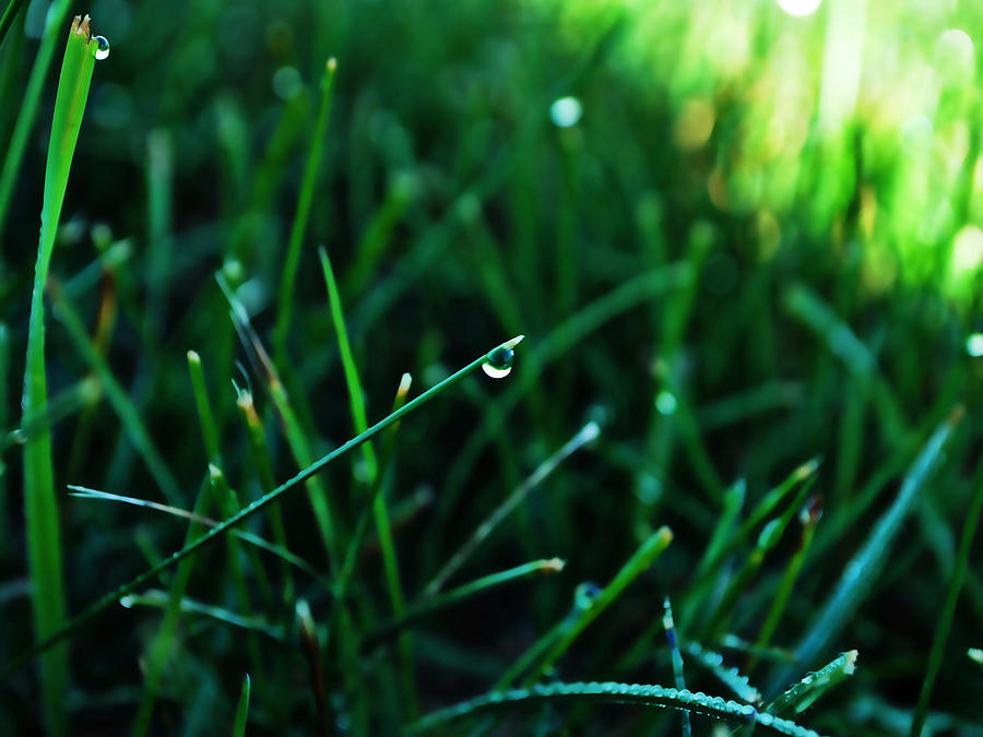 Drip Drop Photograph by Erik Suchy - Fine Art America