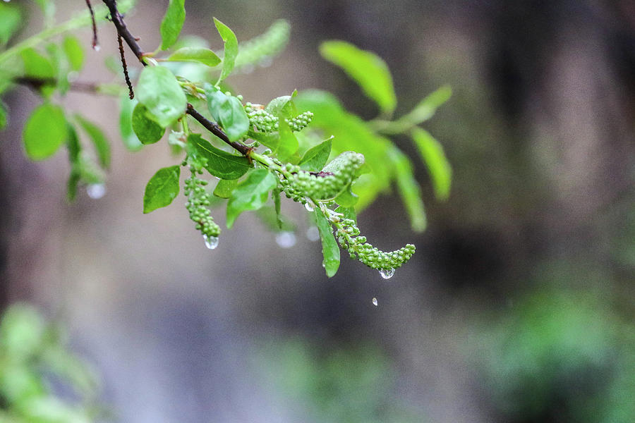 Nature Photograph - Drip by Kamie Nelson Nature Photograph - Drip by Kamie Nelson