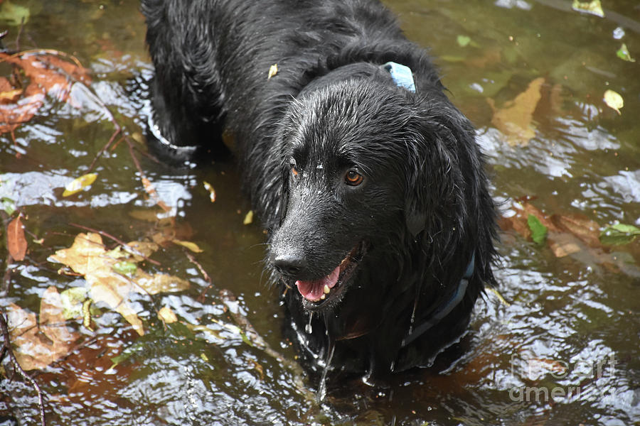 Dripping Black Flat Coated Retriever Dog in Water Photograph by DejaVu Designs