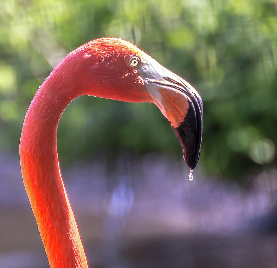 Dripping flamingo Photograph by Robert Miller