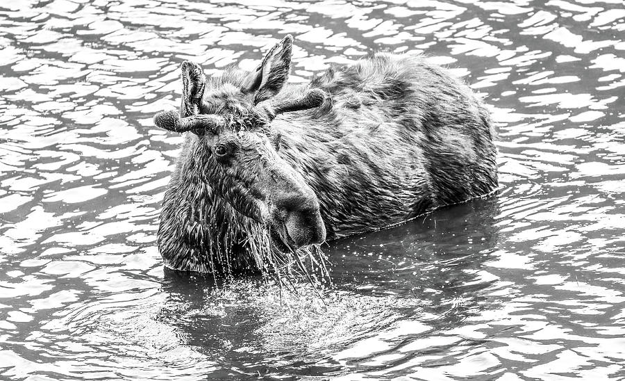 Dripping Moose Black And White Photograph by Dan Sproul