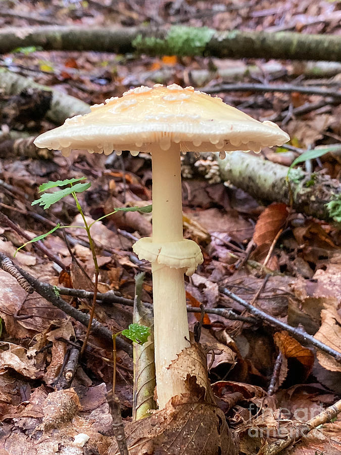 Dripping Mushroom  Photograph by Laura Honaker