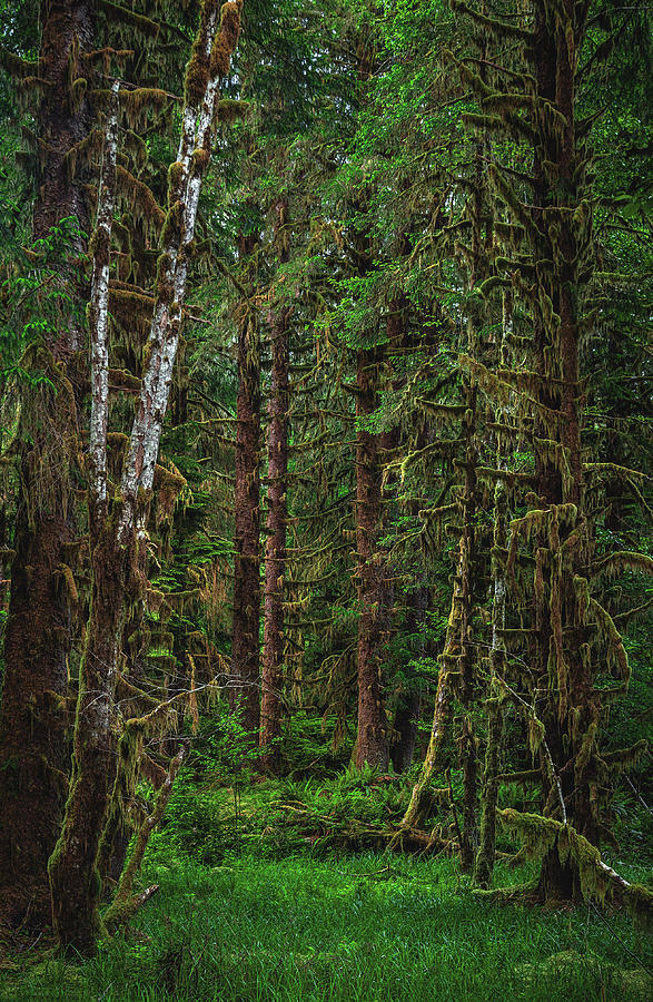 Dripping Trees - Hoh Rainforest, Washington State - Vertical Photograph by Abbie Matthews