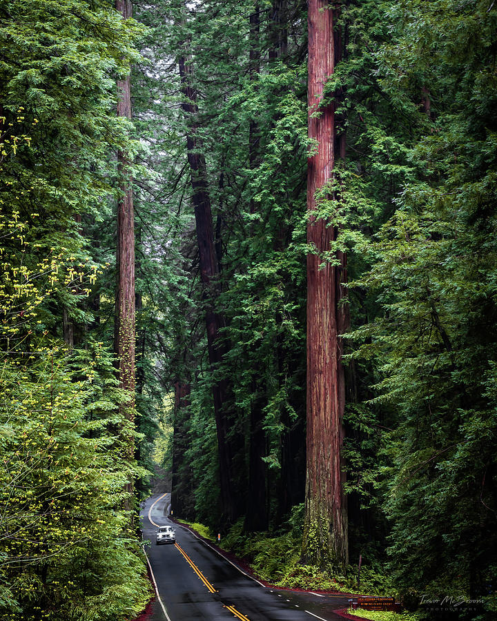 Drive The Avenue Of The Giants Photograph