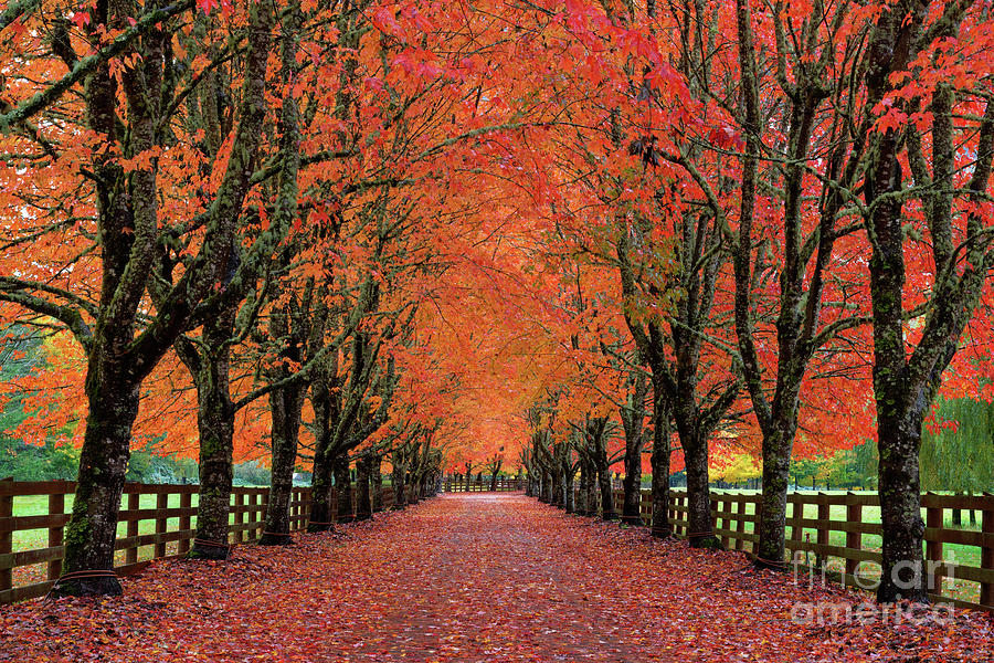 Driveway Lined by Trees with Autumn Foliage in Washington State Photograph by Tom Schwabel
