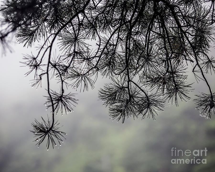 Drizzle And Webs At The Tarn Acadia Photograph
