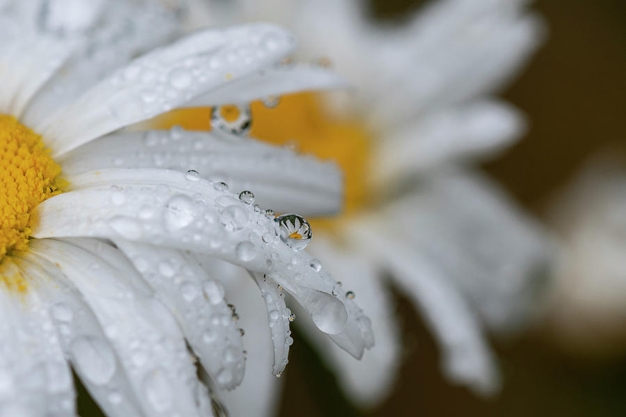 Drizzle on Shasta Daisies Photograph by Robert Potts