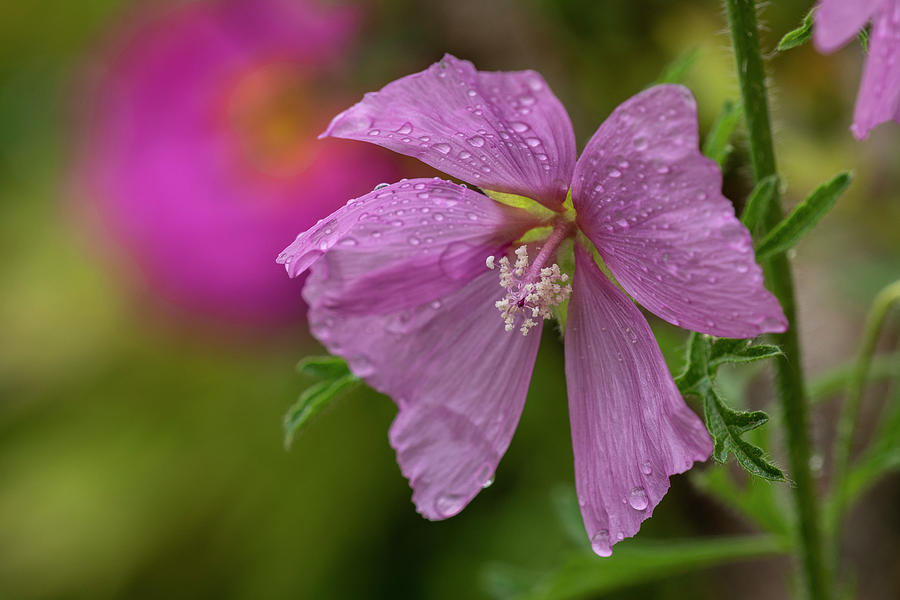 Drizzle on Sidalcea Photograph by Robert Potts
