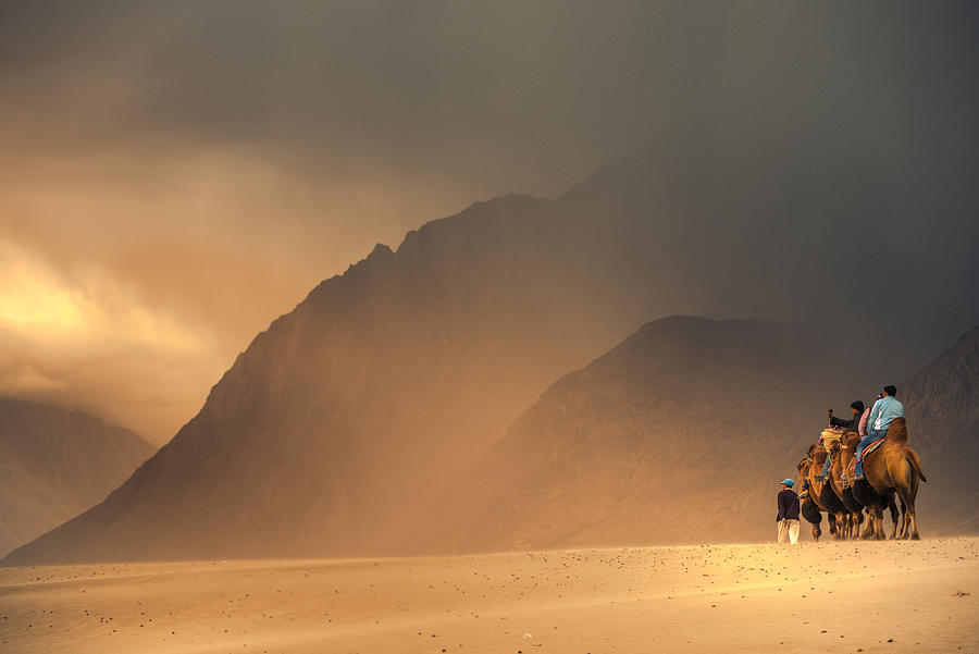 Dromedary Camels (camelus dromedaris) in desert Photograph by Nutexzles