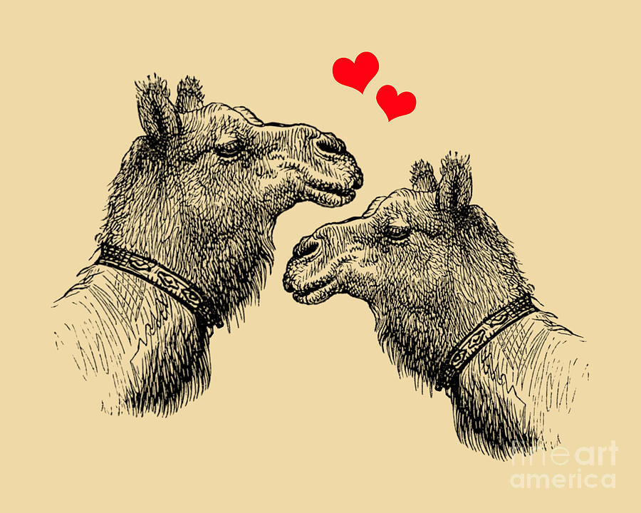 Camel Digital Art - Dromedary Lovers by Madame Memento