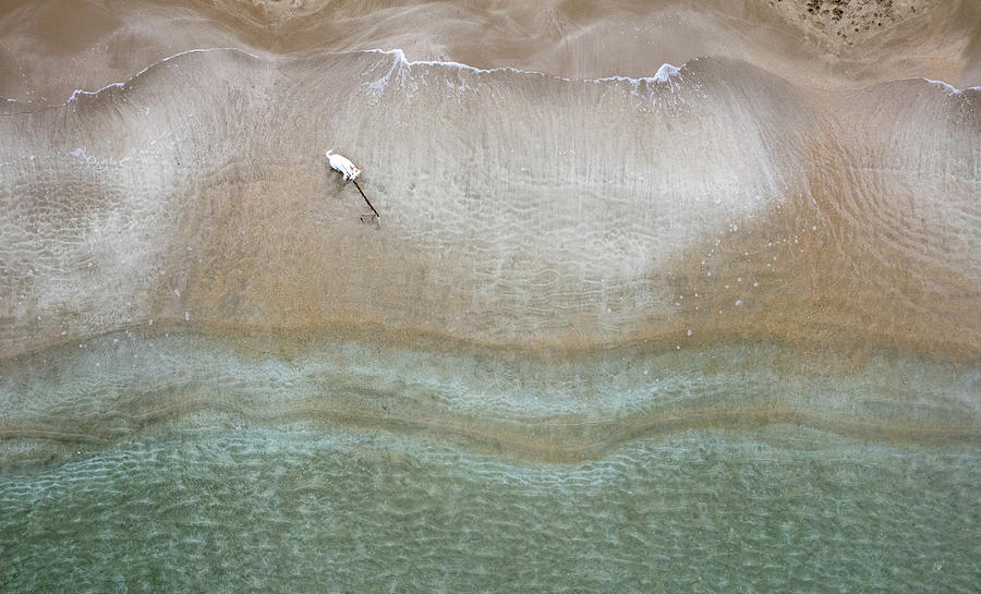 Drone aerial of white Dog running and playing at empty sandy beach Photograph by Michalakis Ppalis
