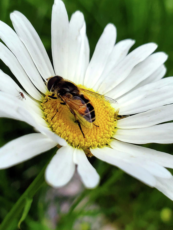 Nature Photograph - Drone Fly on a Shasta Daisy by Jean Evans