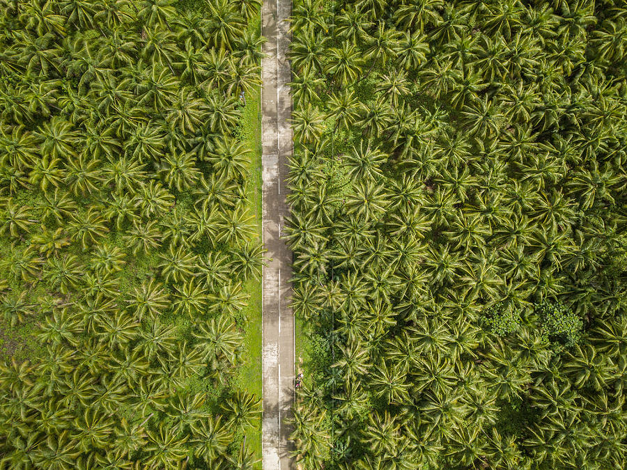 Drone point of view of palm trees and road in the Philippines Photograph by Swissmediavision