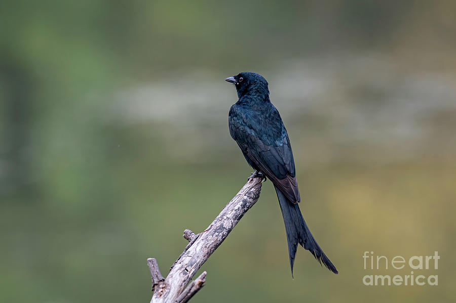 Drongo Photograph by Pravine Chester