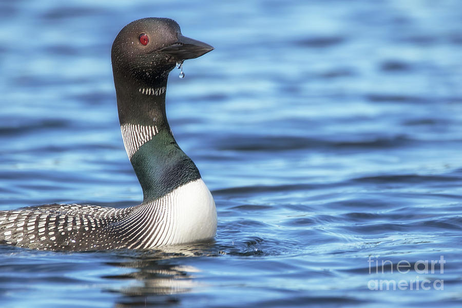 Drooling for more fish - Common Loon - Gavia immer Photograph by Spencer Bush