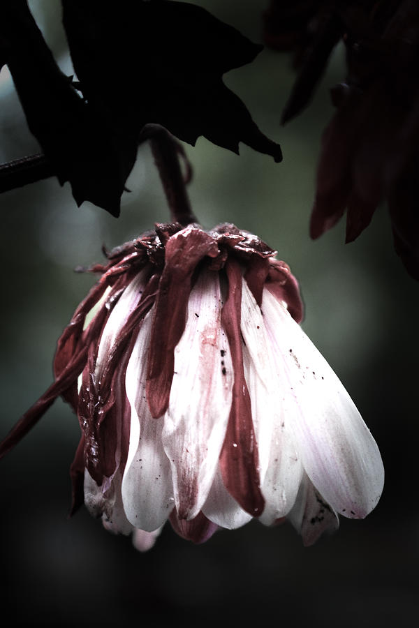 Drooping Chrysanthemum Photograph by Windy Craig Fine Art America