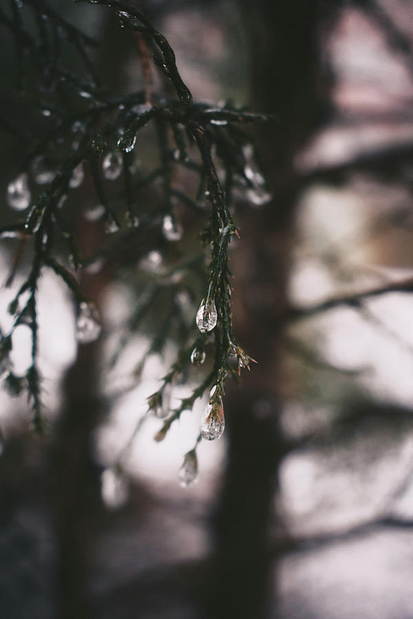 Drooping Pine Tree Photograph by Lexi Wysong | Pixels