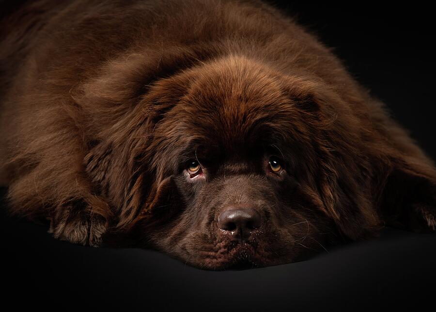 Droopy Chocolate Newfoundland Photograph by Tracy Munson