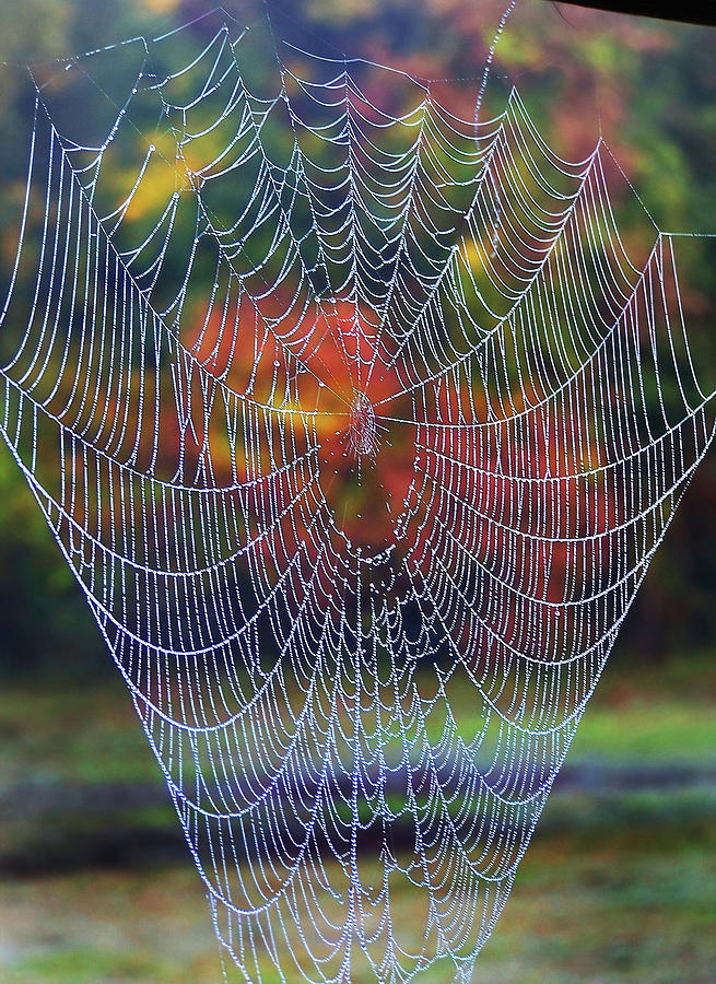 Droopy Spider Web Photograph by Jerry Griffin