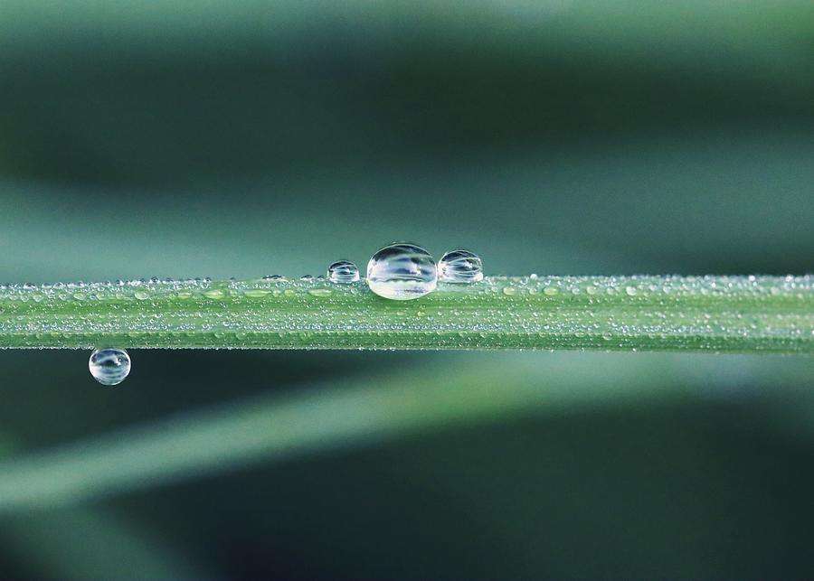 Drop jewel Photograph by Elisa Guillon - Fine Art America