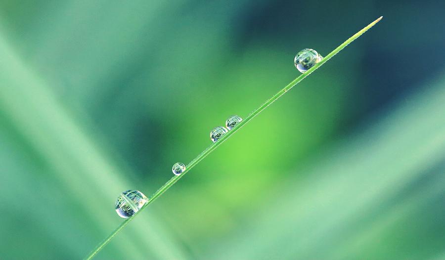 Drop Line Photograph By Elisa Guillon 