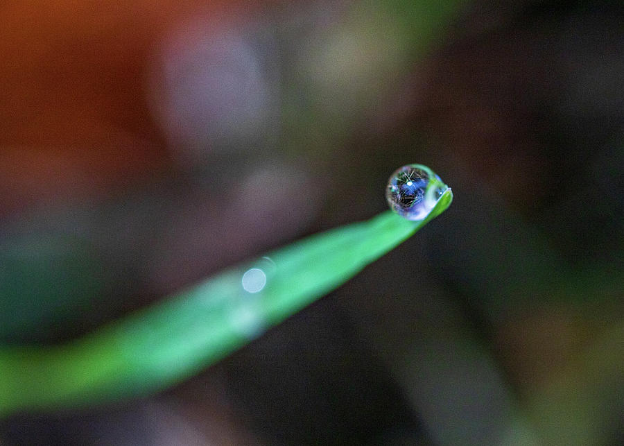 Drop Of Water On Grass Photograph by Amelia Pearn