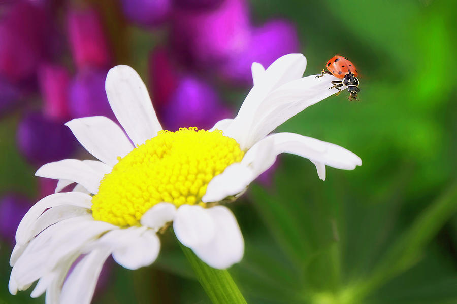 Ladybug Photograph - Drop Off by Donna Kennedy